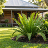 Green Flame Fern