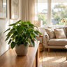 Green Goddess Philodendron