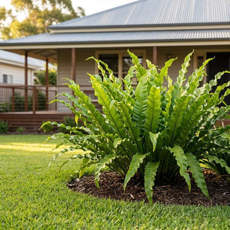 Green Wave Fern