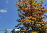 Brown Silky Oak - Grevillea baileyana - Brisbane Plant Nursery