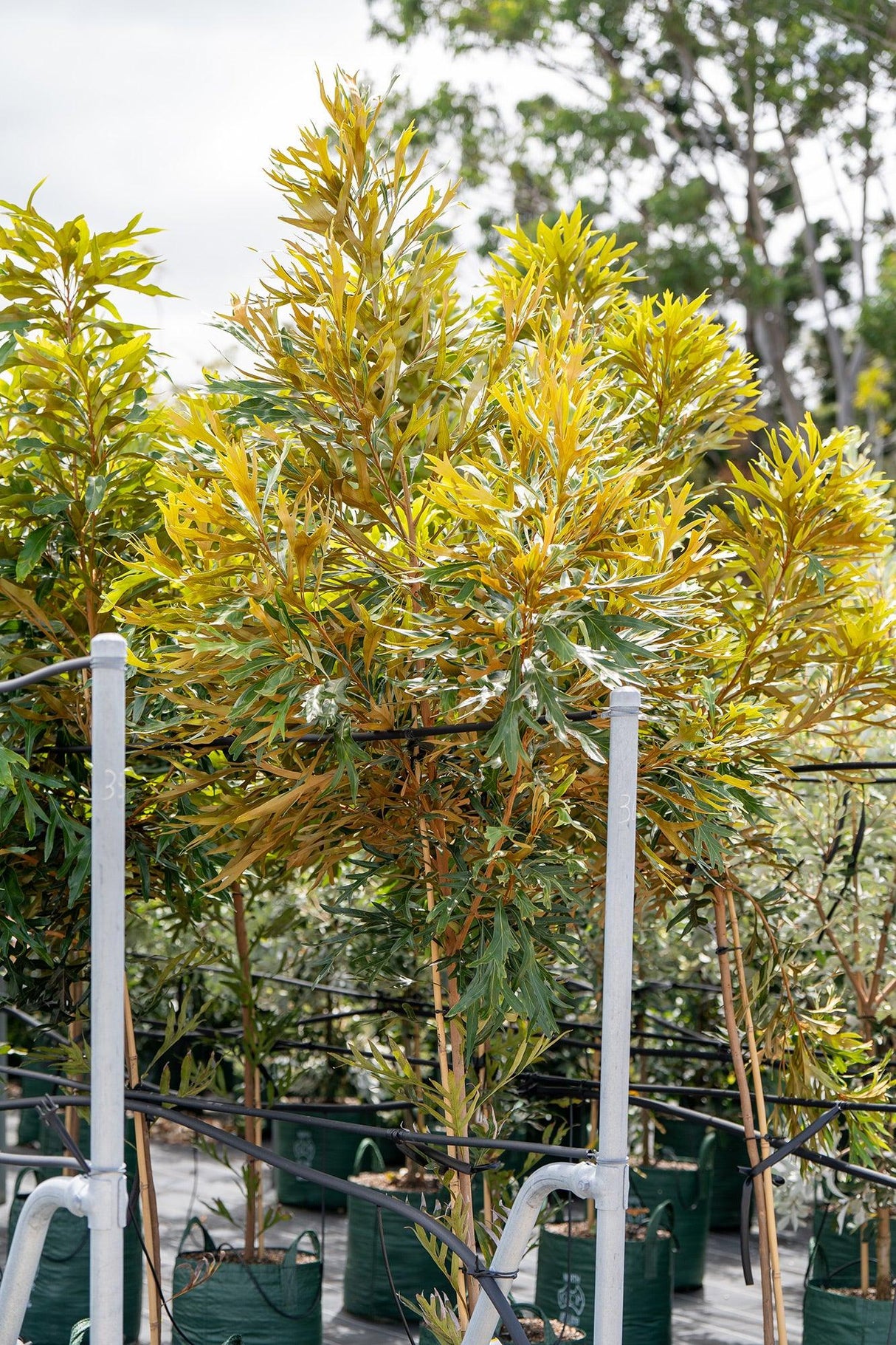 Brown Silky Oak - Grevillea baileyana - Brisbane Plant Nursery