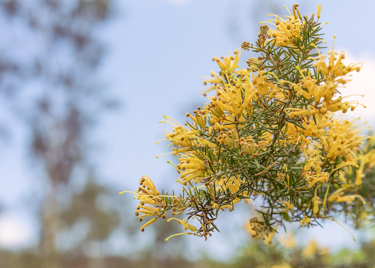 Kimberley Gold Grevillea - Grevillea 'Kimberley Gold' - Brisbane Plant Nursery