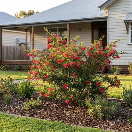 Grevillea New Blood - Grevillea 'New Blood'