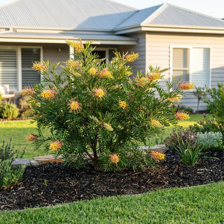 Grevillea Peaches and Cream - Grevillea 'Peaches and Cream'