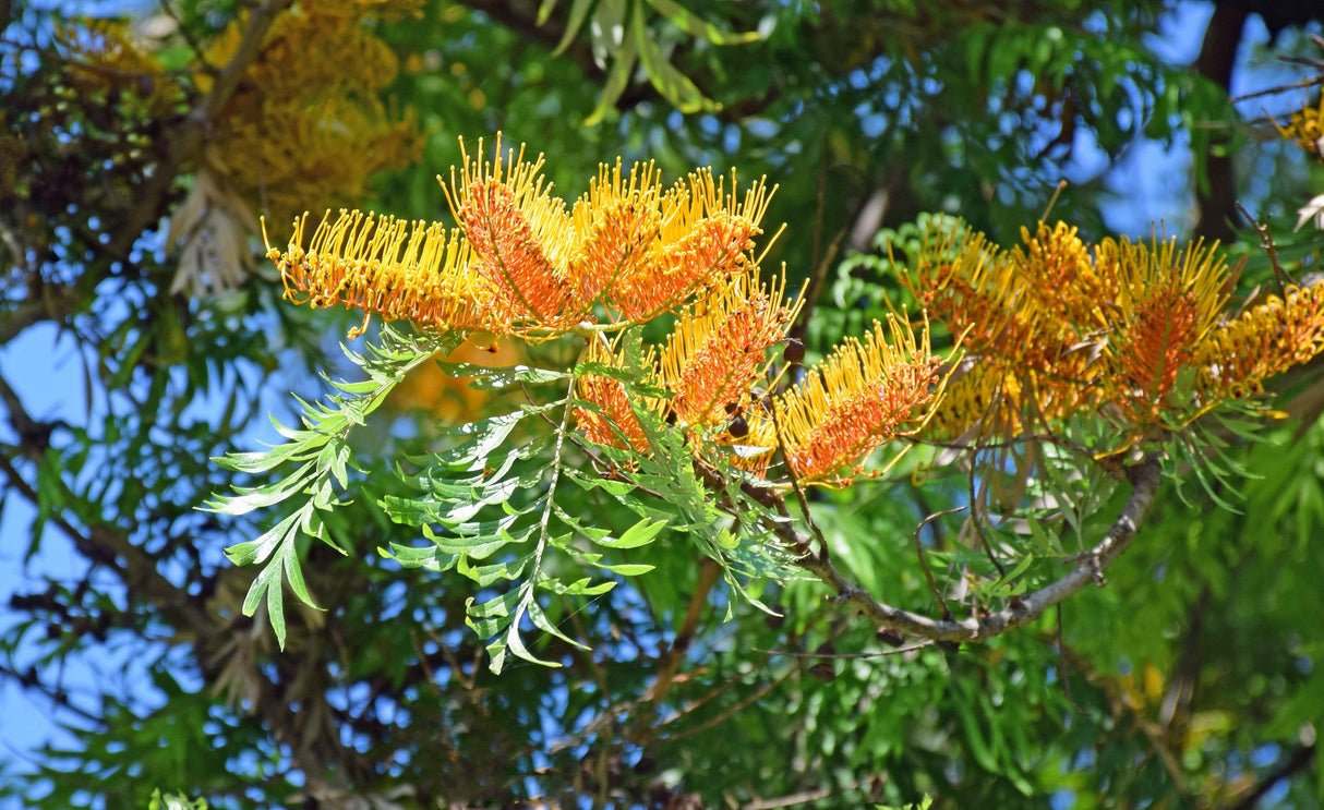 Southern Silky Oak Tree - Grevillea robusta - Brisbane Plant Nursery