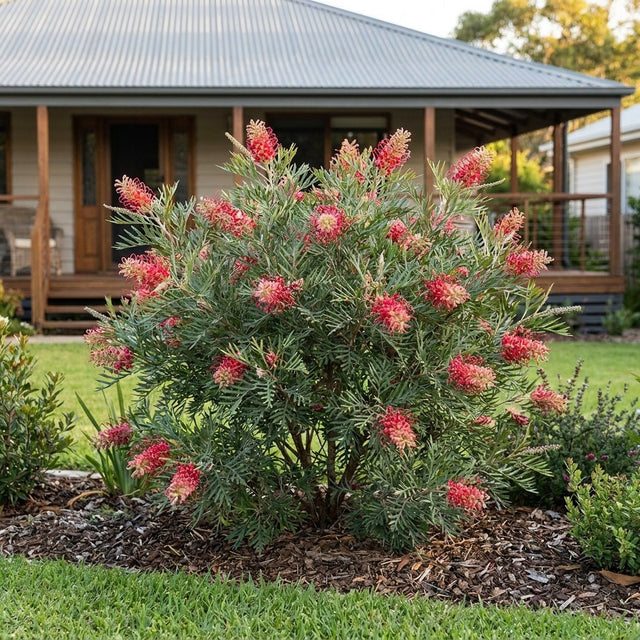 Grevillea Scarlet Moon - Grevillea 'Scarlet Moon'