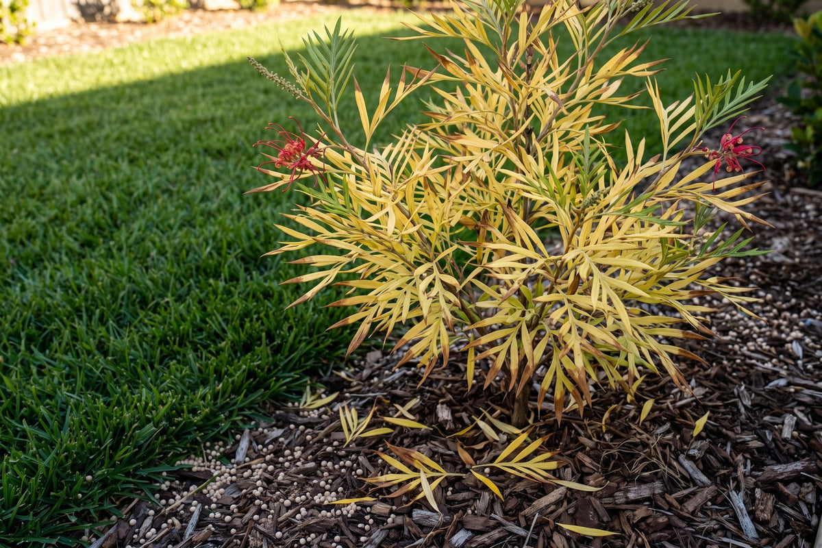 Grevillea with yellowing leaves beside a fertilised lawn, showing phosphorus toxicity