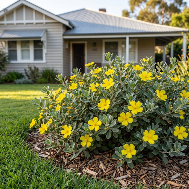 Grey Guinea Flower Prostrate - Hibbertia obtusifolia prostrate