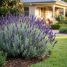 Grosso Lavender