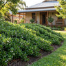 Ground Hug™ Myoporum