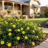 Groundswell™ Guinea Flower