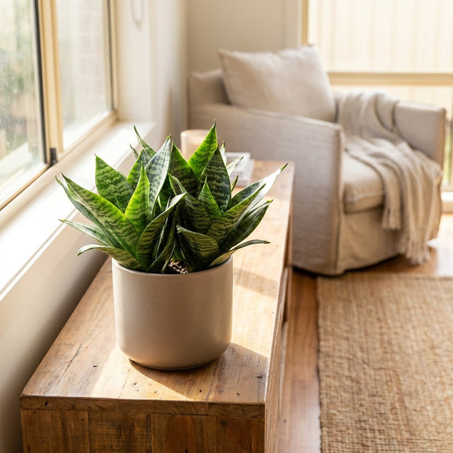 Hahnii Snake Plant