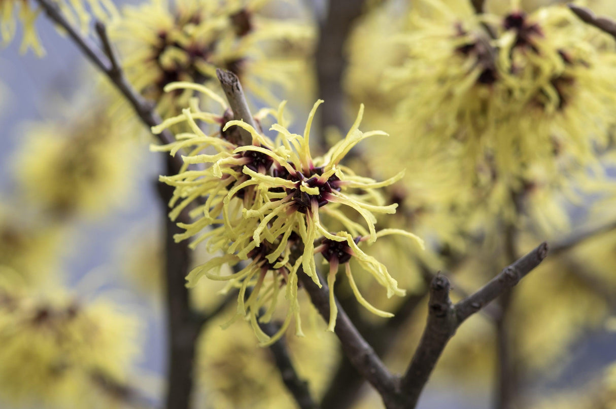 Witch Hazel - Hamamelis x intermedia Arnold - Brisbane Plant Nursery