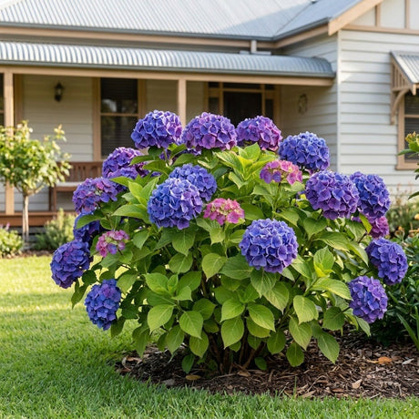 Hamburg Hydrangea