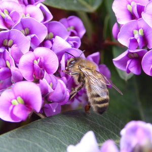 Sea of Purple Hardenbergia