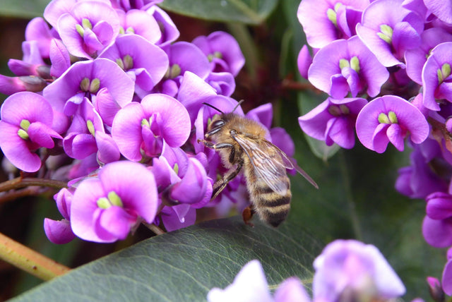 Sea of Purple Hardenbergia - Hardenbergia violacea 'Sea of Purple' - Brisbane Plant Nursery