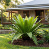 Harmanii Bird's Nest Fern