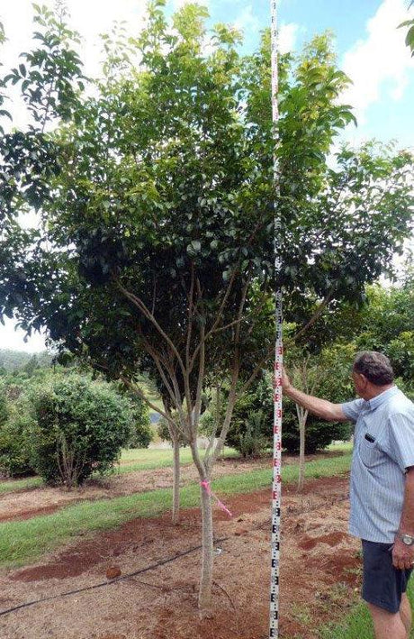 HARPULLIA pendula (Tulipwood) - Ex Ground - Brisbane Plant Nursery