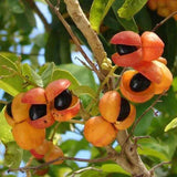 HARPULLIA pendula (Tulipwood) - Ex Ground - Brisbane Plant Nursery