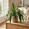 Heather May Philodendron