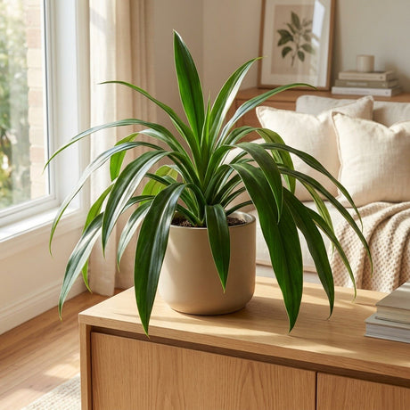Heather May Philodendron