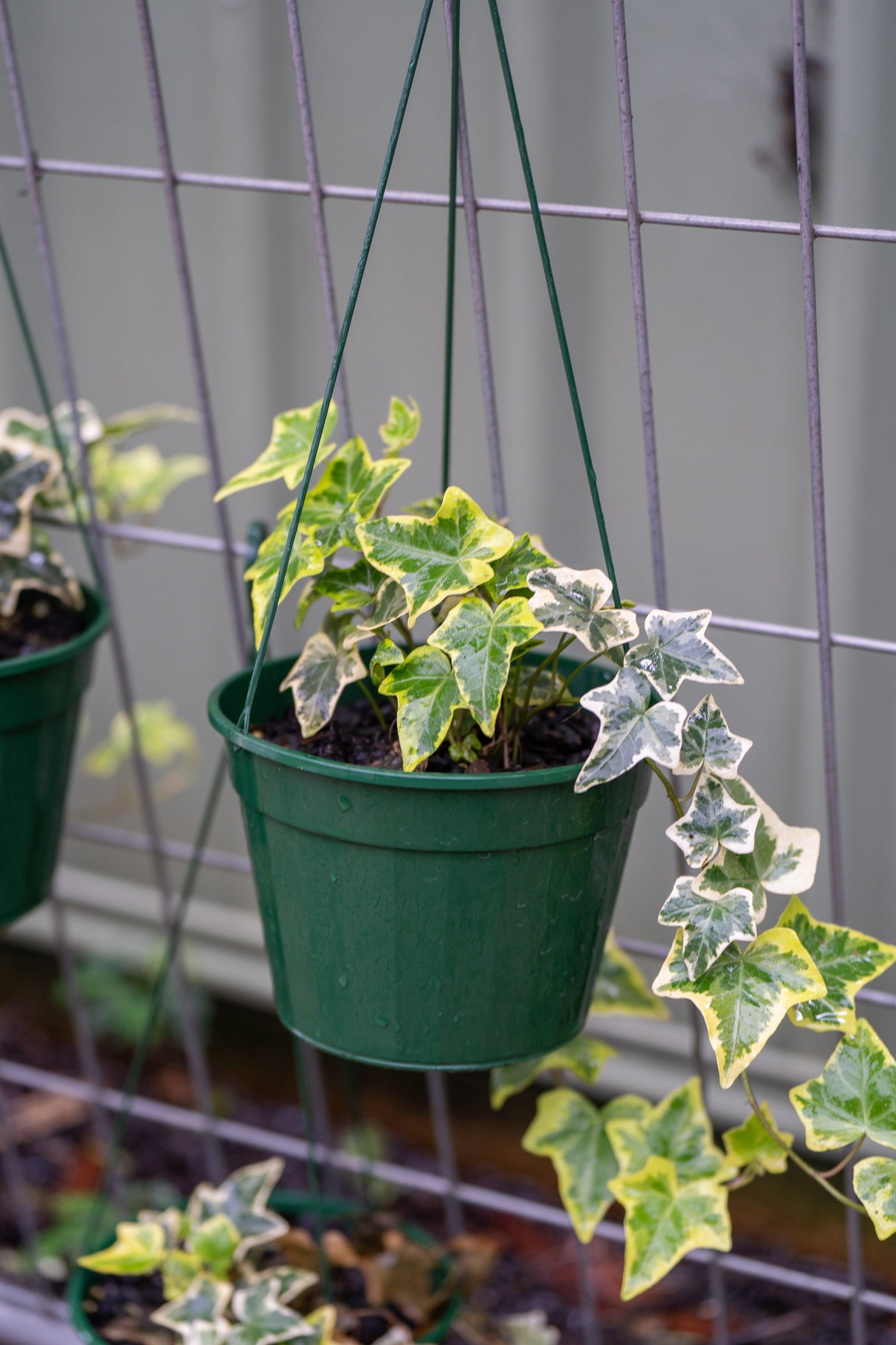 Goldchild English Ivy - Hedera helix 'Goldchild' - Brisbane Plant Nursery