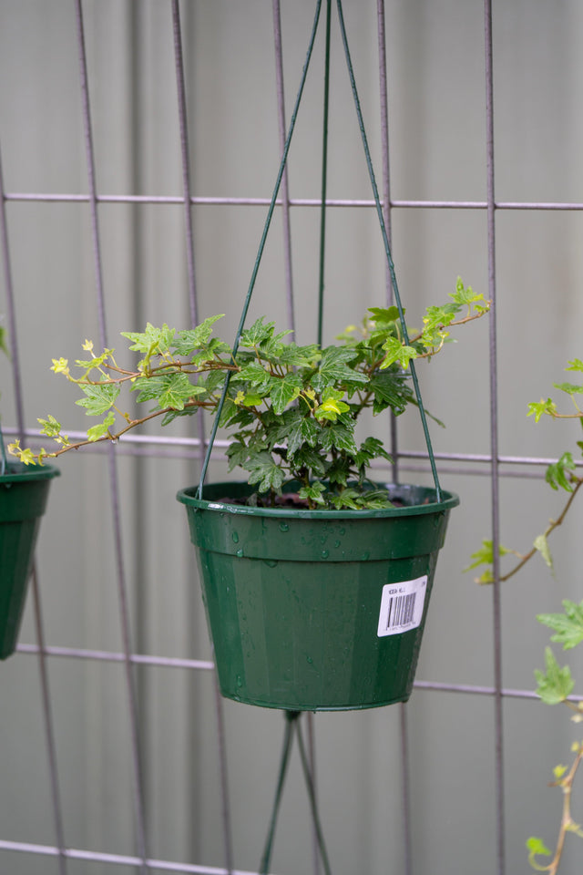 English Ivy - Hedera helix 'Green' - Brisbane Plant Nursery