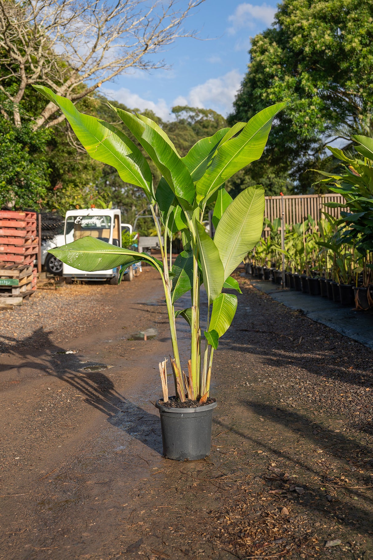 Hot Rio Nights Heliconia - Heliconia - Brisbane Plant Nursery