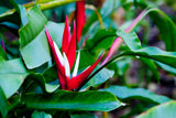 Red Christmas Heliconia - Heliconia angusta 'Red Christmas' - Brisbane Plant Nursery