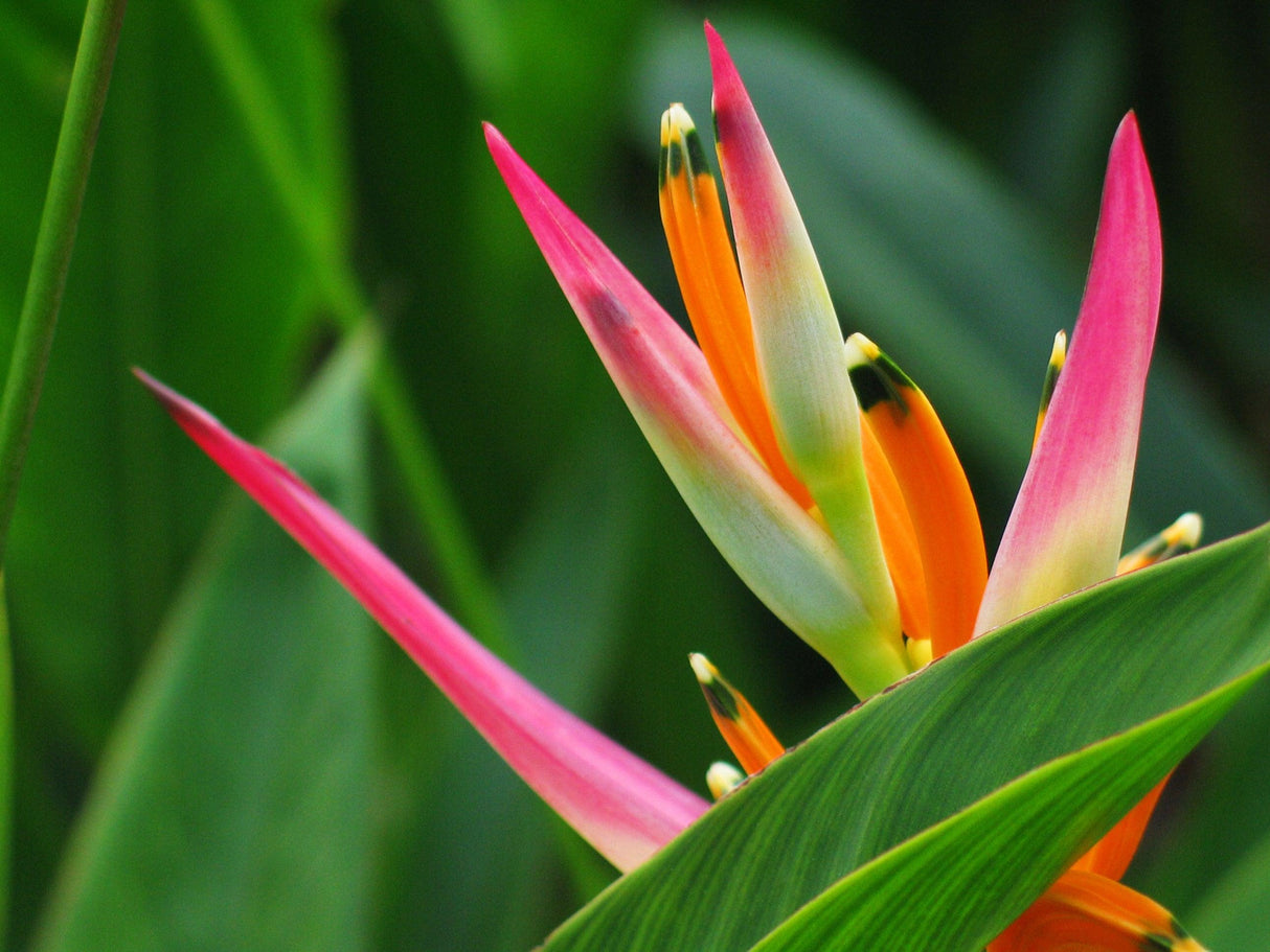 Temptress Heliconia - Heliconia chartacea 'Temptress' - Brisbane Plant Nursery