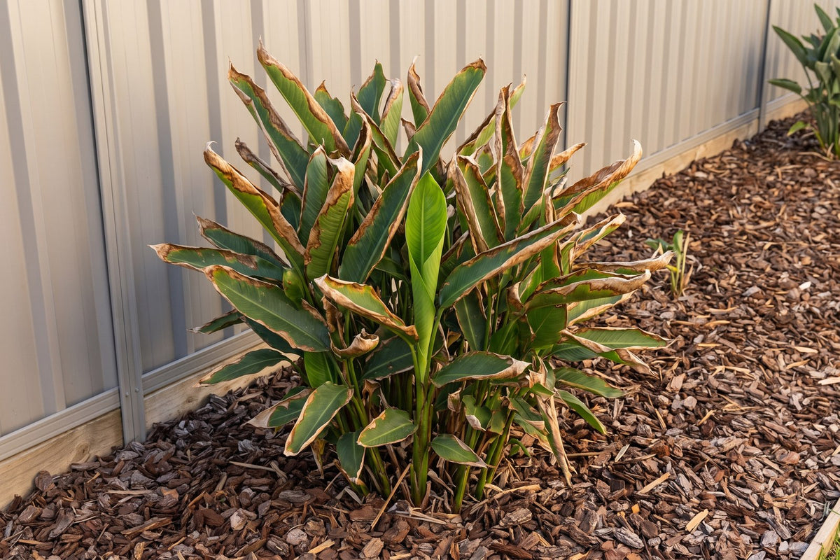 Heliconia clump with brown papery leaf edges from winter cold and a new green leaf emerging