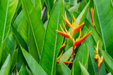 Hot Rio Nights Heliconia - Heliconia - Brisbane Plant Nursery