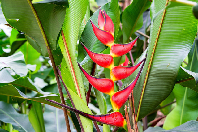 Hanging Lobster Claw - Heliconia rostrata - Brisbane Plant Nursery