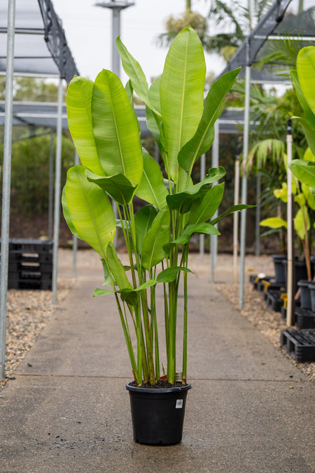 Rauliniana Heliconia - Heliconia rauliniana - Brisbane Plant Nursery