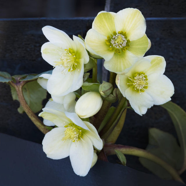 Molly's White Hellebore - Helleborus 'Molly's White' - Brisbane Plant Nursery