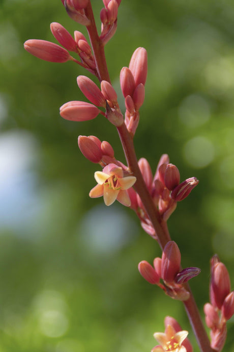 Red Yucca - Hesperaloe parviflora - Brisbane Plant Nursery