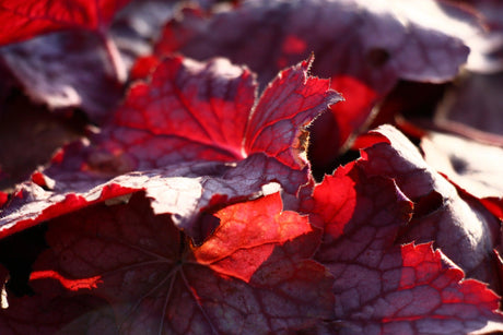 Fire Alarm Heuchera - Heuchera 'Fire Alarm' - Brisbane Plant Nursery