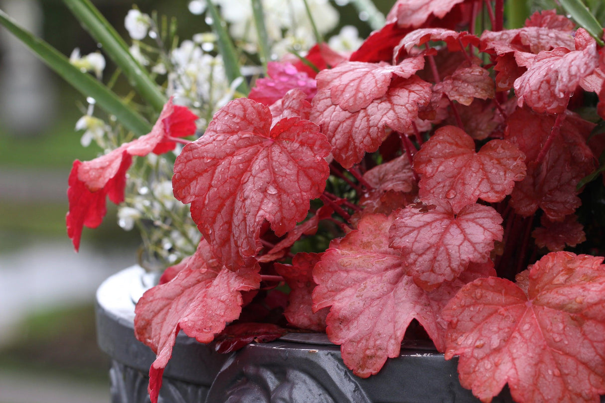 Forever Red Heuchera - Heuchera 'Forever Red' - Brisbane Plant Nursery