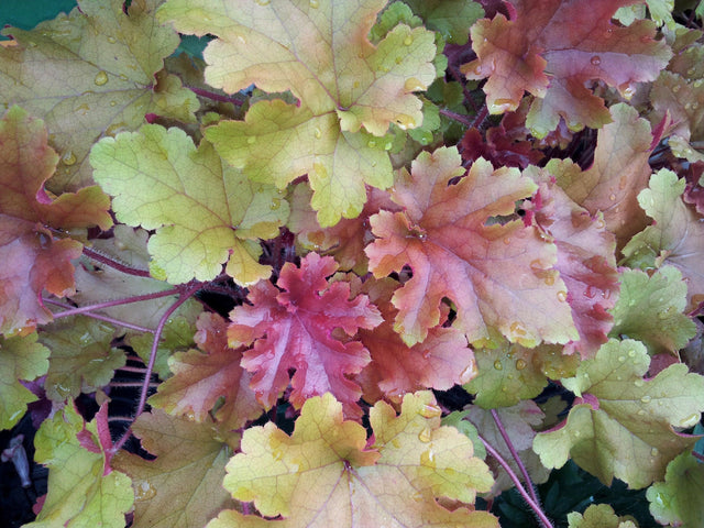 Marmalade Heuchera - Heuchera 'Marmalade' - Brisbane Plant Nursery