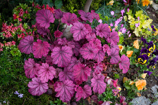 Sugar Plum Heuchera - Heuchera 'Sugar Plum' - Brisbane Plant Nursery