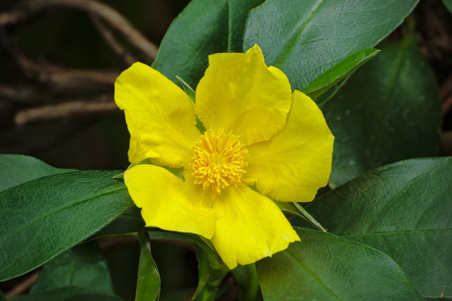 Snake Vine - Hibbertia scandens - Brisbane Plant Nursery