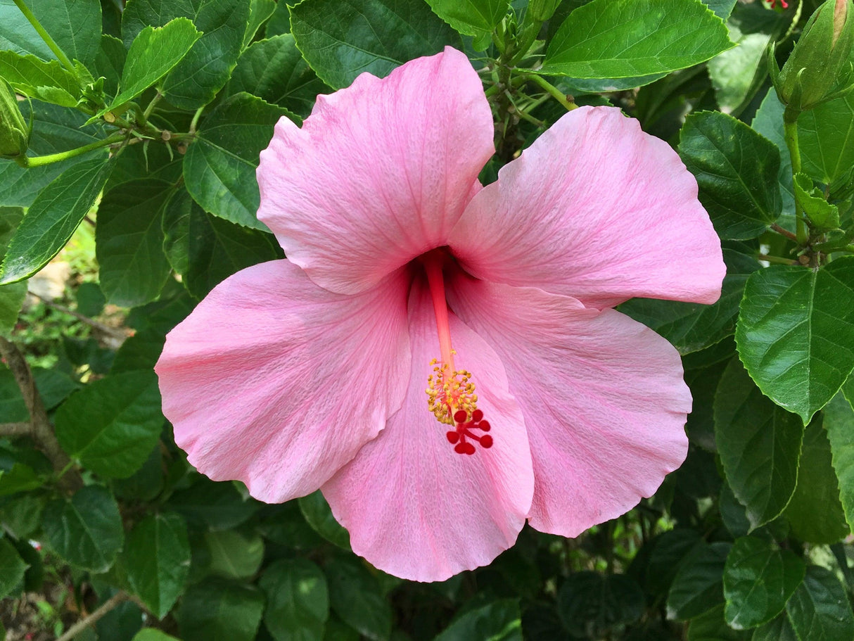 Lollipops Hibiscus - Hibiscus 'Lollipops' - Brisbane Plant Nursery