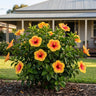 HibisQs Apollo Hibiscus