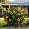 HibisQs Petit Orange Hibiscus