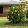 HibisQs Petit Sunrise Hibiscus