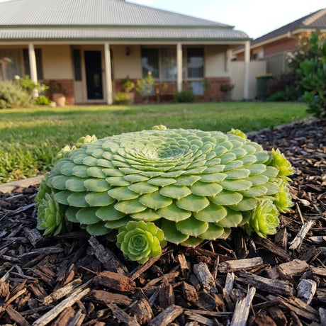 Aeonium (Aeonium tabuliforme)