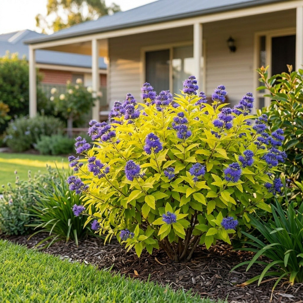 Hint of Gold Bluebeard (Caryopteris x clandonensis 'Hint of Gold') growing in a mulched garden bed in front of an Australian home