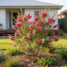 Hot Pink Honey Myrtle