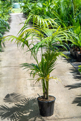 Kentia Palm - Howea forsteriana - Brisbane Plant Nursery