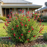 Huntington Red Mexican Sage